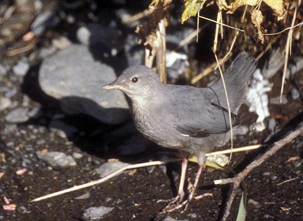 American dipper